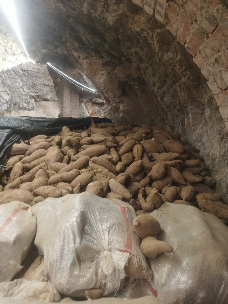 西瓜红大量供应产地批发价格实惠可以视频看货