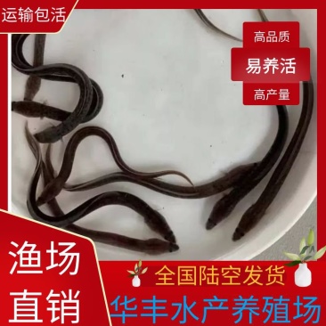 鳗鱼鱼苗,白鳗鱼苗,非洲鳗鱼苗,日本鳗鱼苗,鳗鲡鱼苗