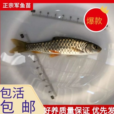 军鱼鱼优质军鱼苗青竹鲩鱼光倒刺鲃鱼光鱼河坚，青波鱼苗倒