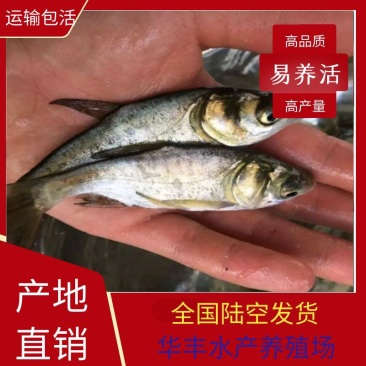 花鲢鱼苗，好养耐养，大规格，鳙鱼苗，白鲢