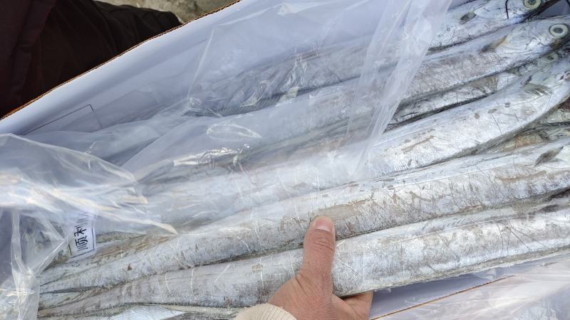 精品带鱼厂家直发包装齐全按需包装量大优惠