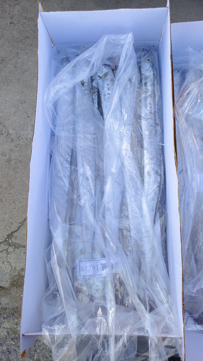 精品带鱼厂家直发包装齐全按需包装量大优惠