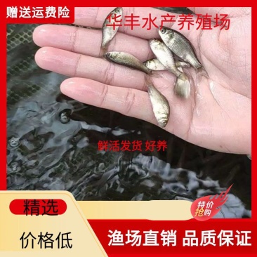 【优惠】中科三号银鲫鱼苗，中科五鲫鱼生长速度快
