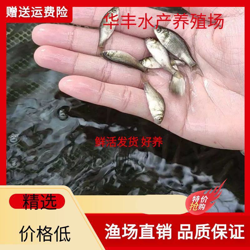 【优惠】中科三号银鲫鱼苗，中科五鲫鱼生长速度快