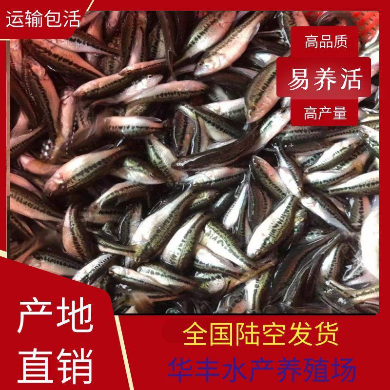 【鲈鱼鱼苗】加洲鲈鱼苗提供技术全程训料中全场