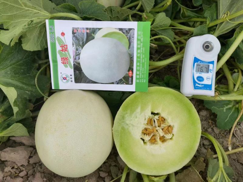 绿姑甜瓜种子白皮绿肉哈密瓜种籽春季玉菇香瓜籽薄皮超甜水果