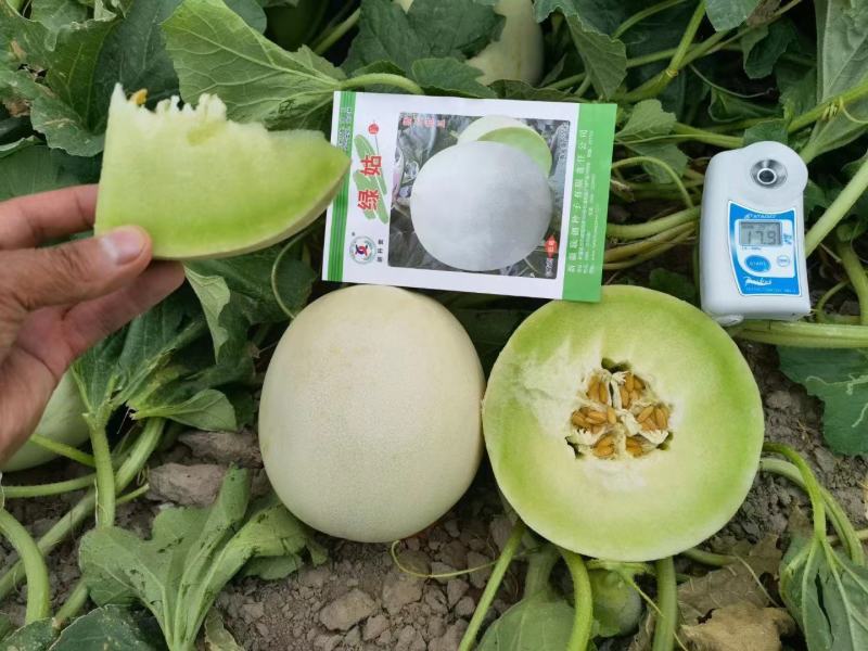 绿姑甜瓜种子白皮绿肉哈密瓜种籽春季玉菇香瓜籽薄皮超甜水果
