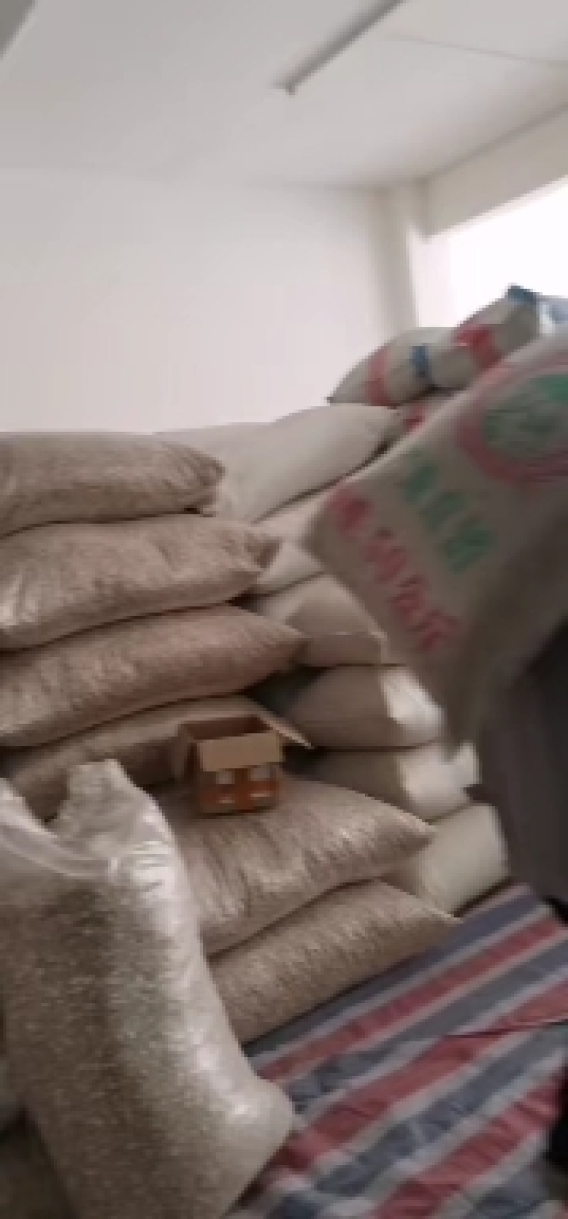 包邮新货精品牛蒡茶大片无粉沫纯无硫天然晒干颜色好批零兼营