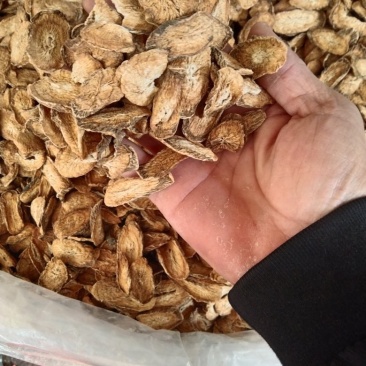 包邮新货精品牛蒡茶大片无粉沫纯无硫天然晒干颜色好批零兼营