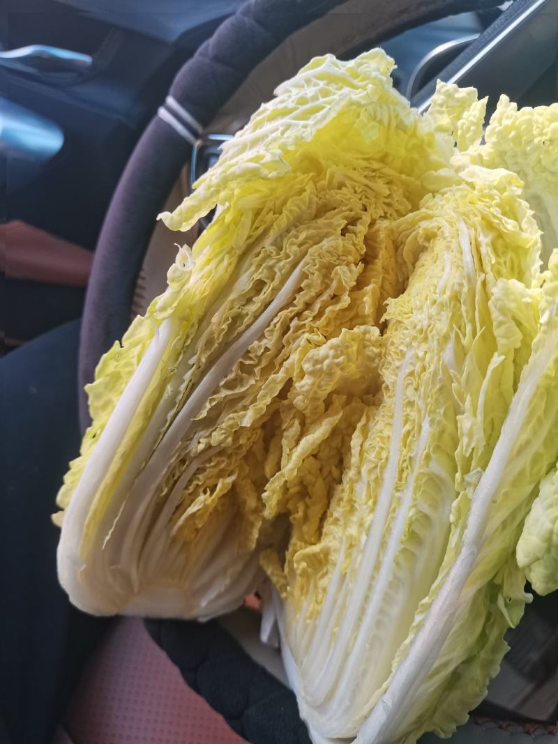 优质娃娃菜大量供应，代发全国，质量保证，