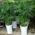散尾葵凤尾竹盆栽室内客厅吸甲醛植物袖珍椰四季长青大型绿植