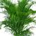 散尾葵凤尾竹盆栽室内客厅吸甲醛植物袖珍椰四季长青大型绿植