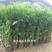 散尾葵凤尾竹盆栽室内客厅吸甲醛植物袖珍椰四季长青大型绿植