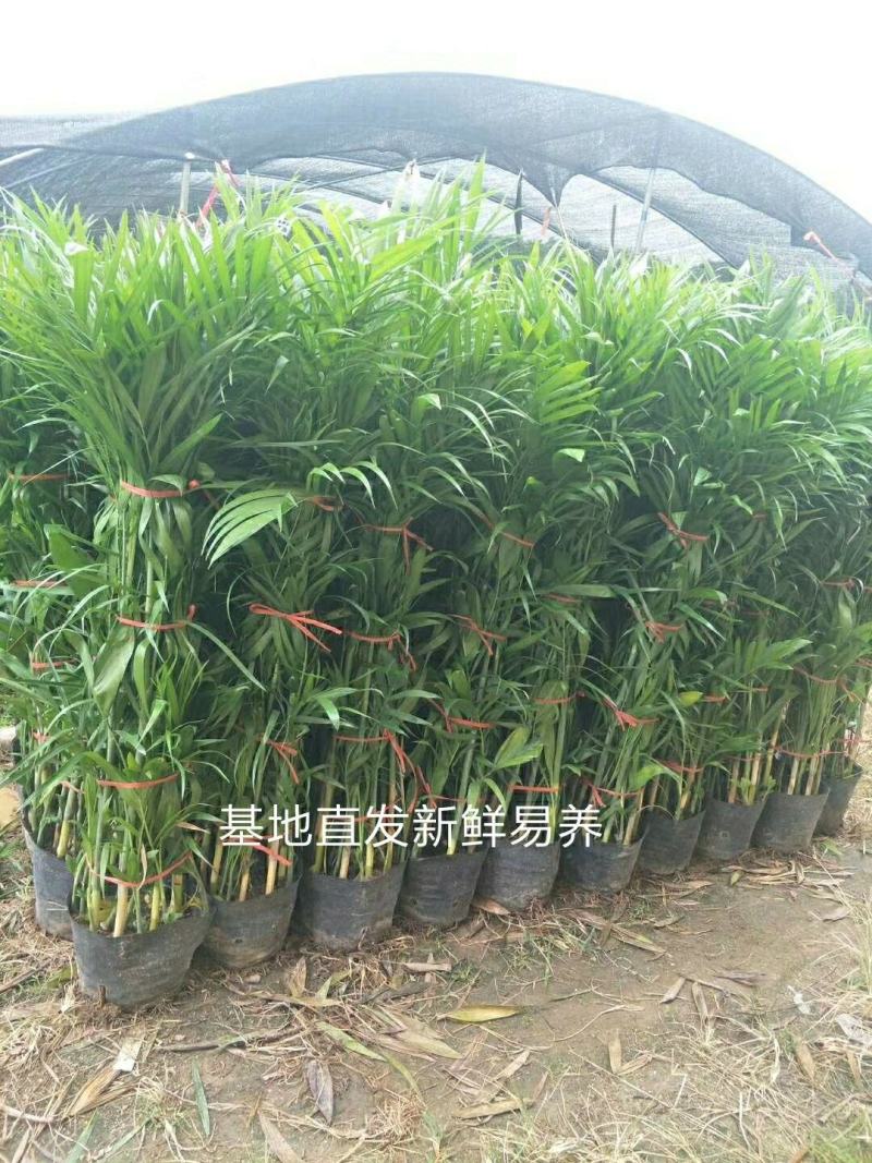 散尾葵凤尾竹盆栽室内客厅吸甲醛植物袖珍椰四季长青大型绿植
