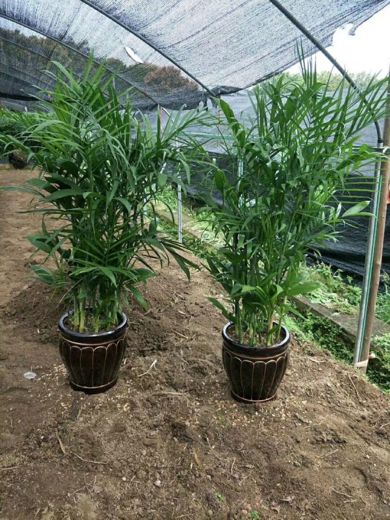 散尾葵凤尾竹盆栽室内客厅吸甲醛植物袖珍椰四季长青大型绿植