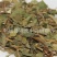 【鸡骨草】@【同欢药材】中药材批发供应规格齐全