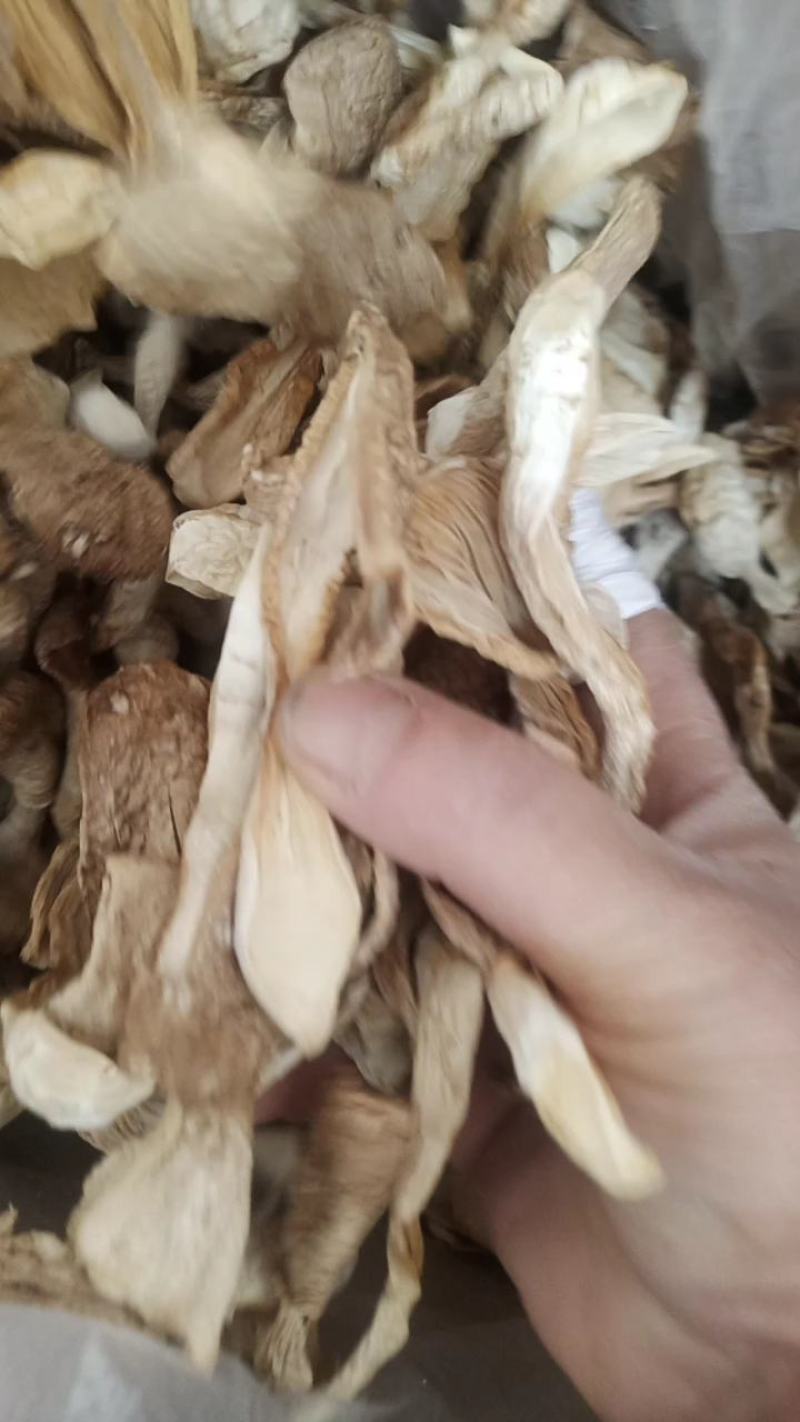 鸡腿菇