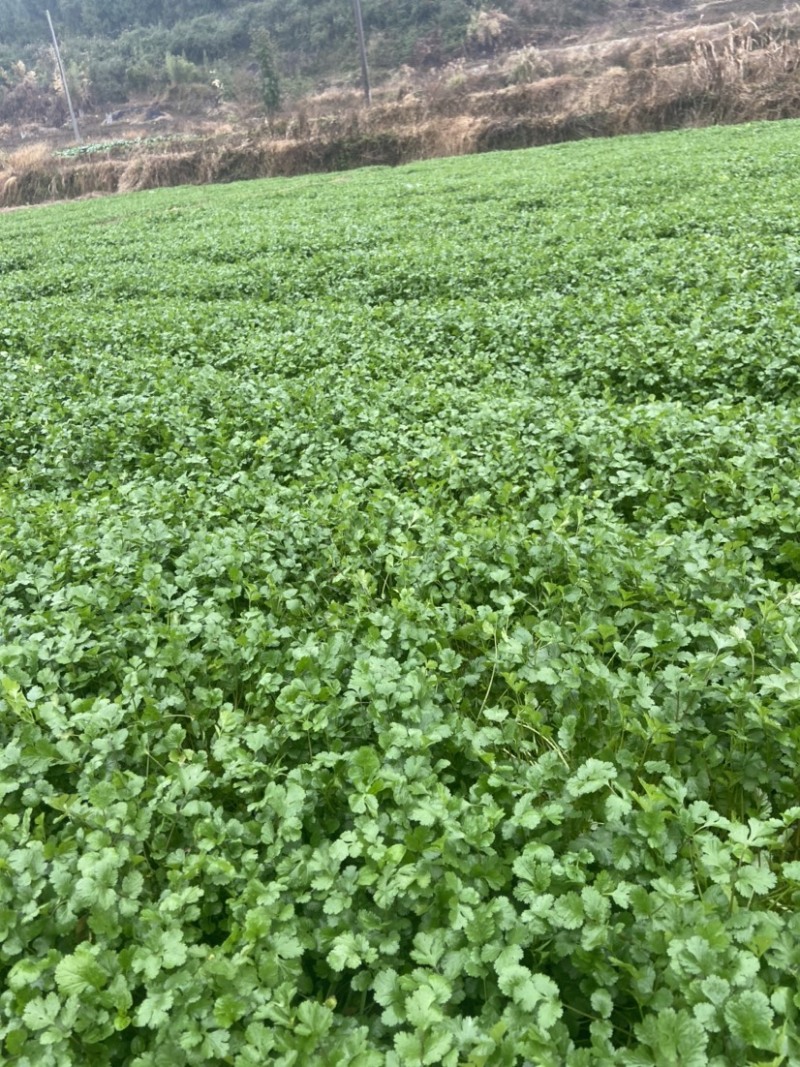 本人有大量香菜出售