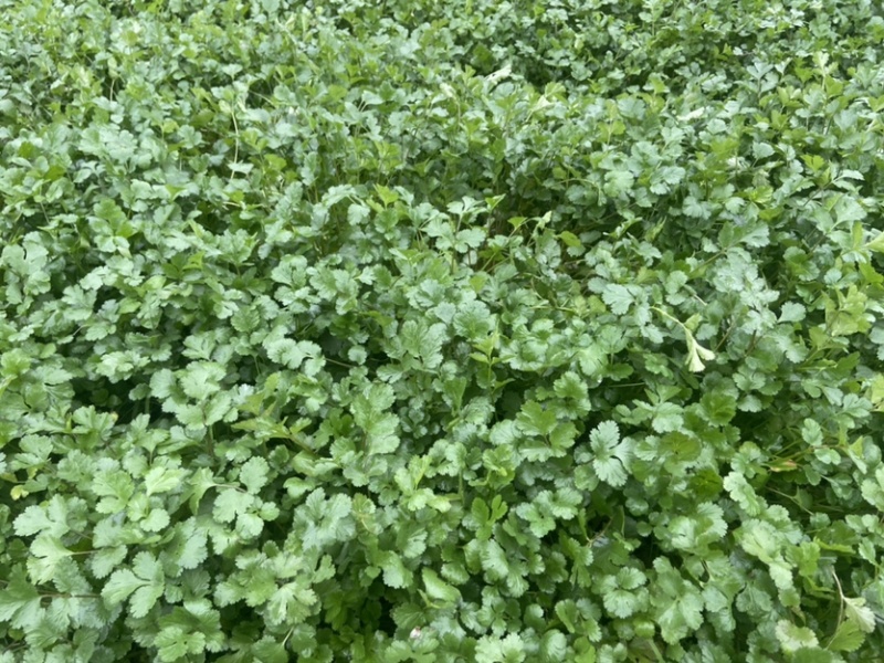 本人有大量香菜出售
