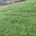 本人有大量香菜出售