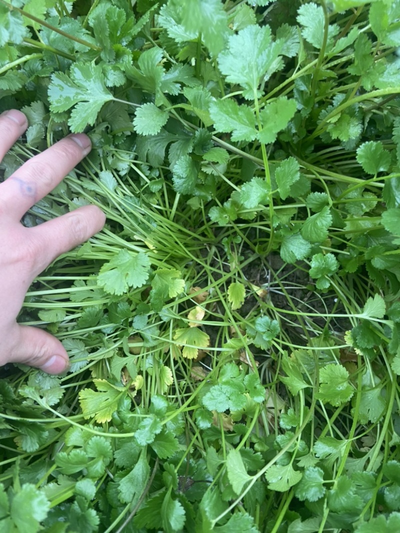 本人有大量香菜出售