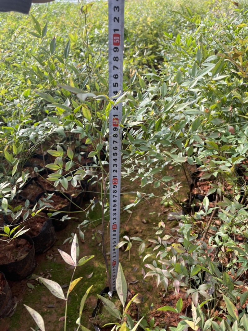 南天竹工地绿化质量好服务周到数量大一手货源