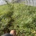 南天竹工地绿化质量好服务周到数量大一手货源