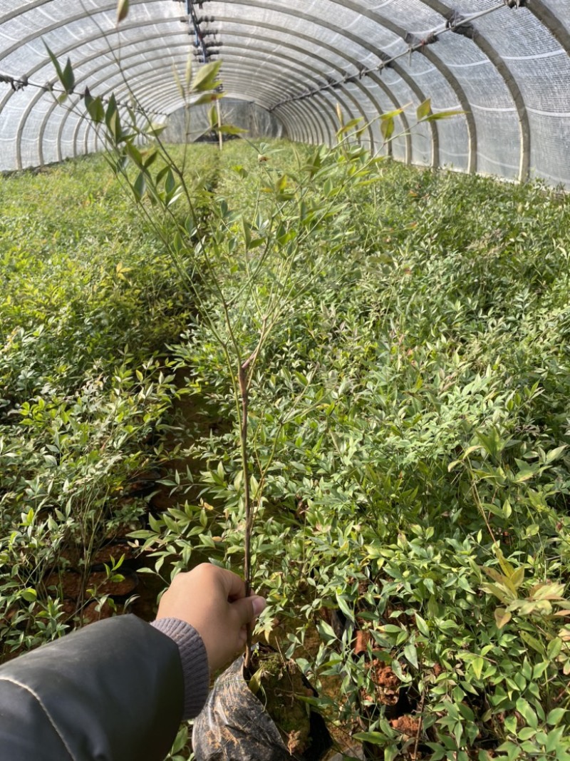 南天竹工地绿化质量好服务周到数量大一手货源