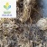 【藜芦】@【同欢药材】中药材批发供应规格齐全