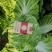 【荐】湖北产地直供，白菜，黄心大白菜，中颗，量大从优，
