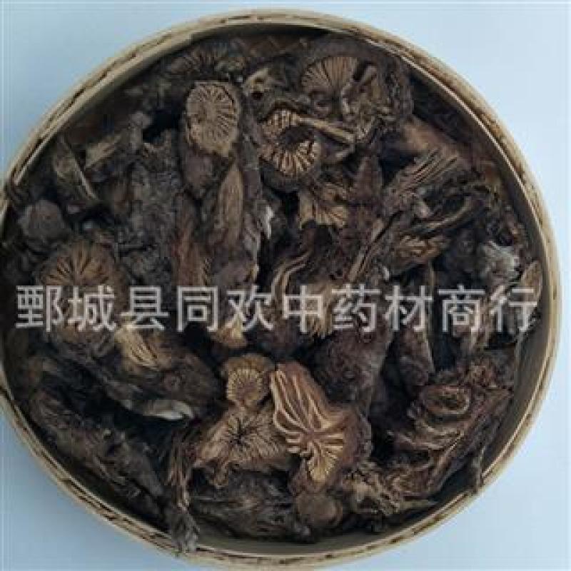 【漏芦】@【同欢药材】中药材批发供应规格齐全