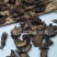 【漏芦】@【同欢药材】中药材批发供应规格齐全
