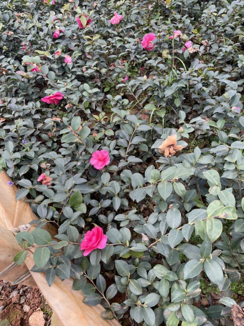 茶梅质量好品质高数量多工地绿化一手货源