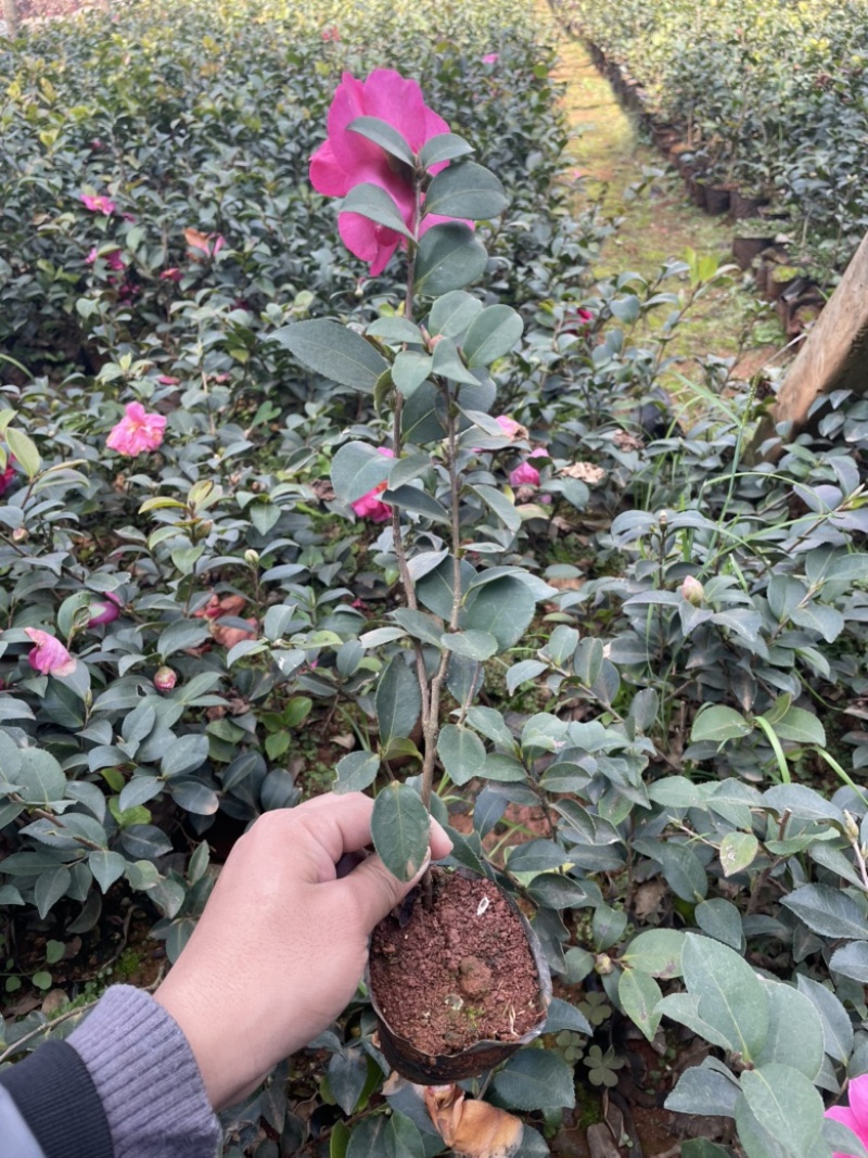 茶梅质量好品质高数量多工地绿化一手货源