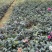 茶梅质量好品质高数量多工地绿化一手货源