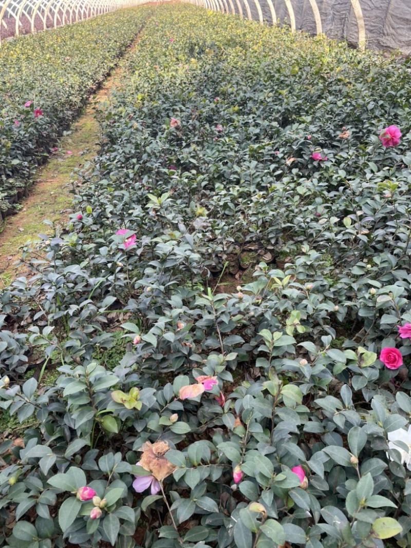 茶梅质量好品质高数量多工地绿化一手货源