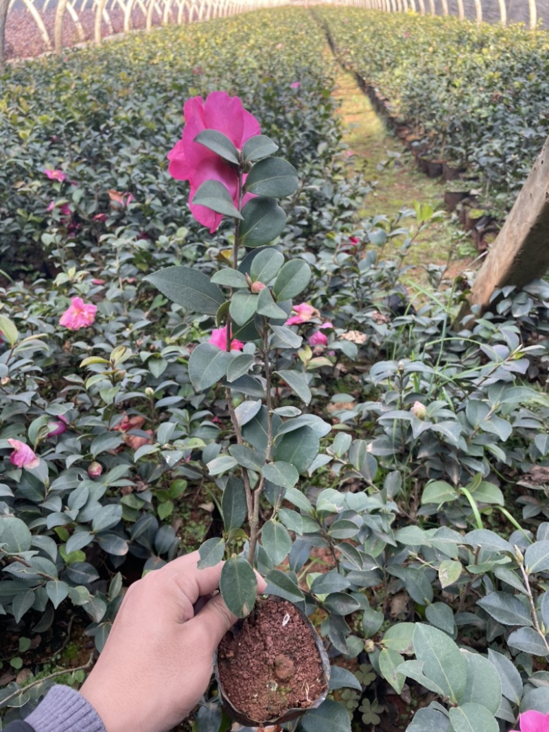 茶梅质量好品质高数量多工地绿化一手货源