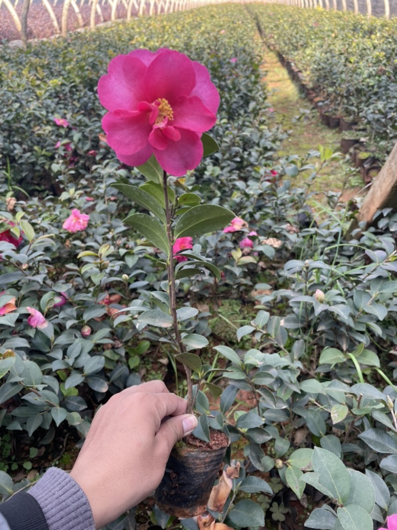 茶梅质量好品质高数量多工地绿化一手货源