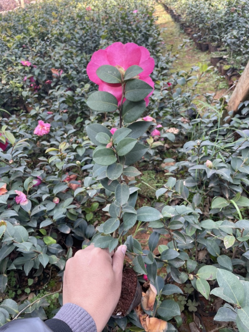 茶梅质量好品质高数量多工地绿化一手货源