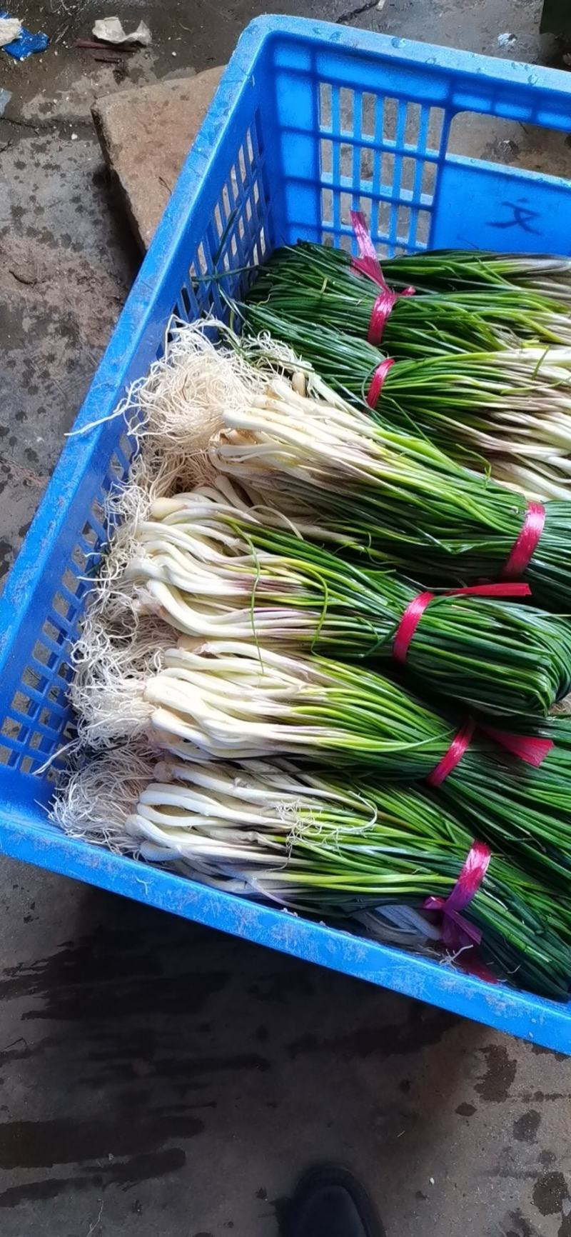【推荐】精品藠头大量上市中基地直供实力供货量大优惠