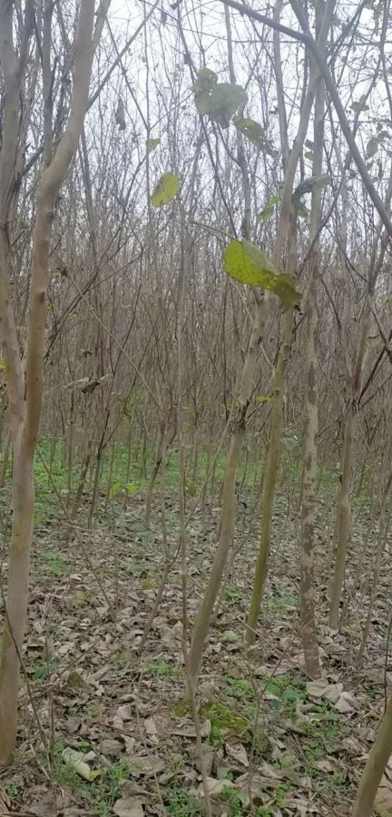 5公分紫薇