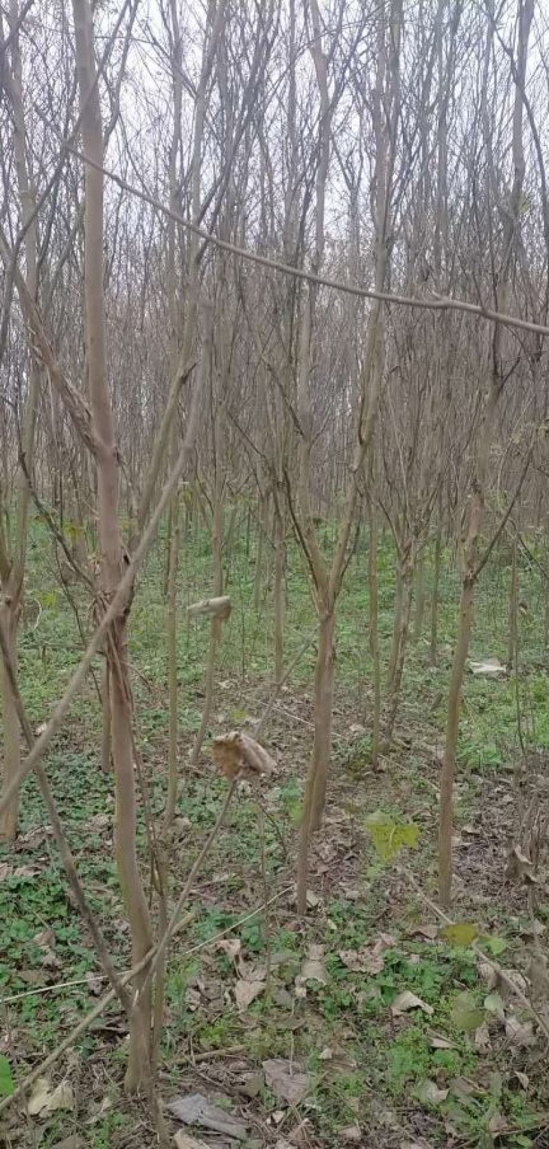 5公分紫薇