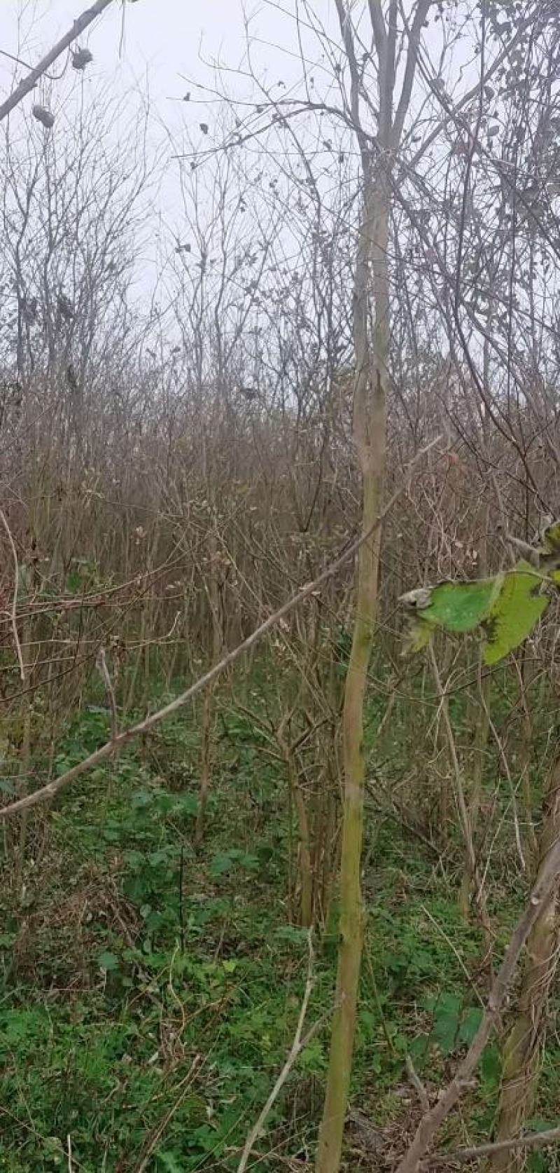 5公分紫薇