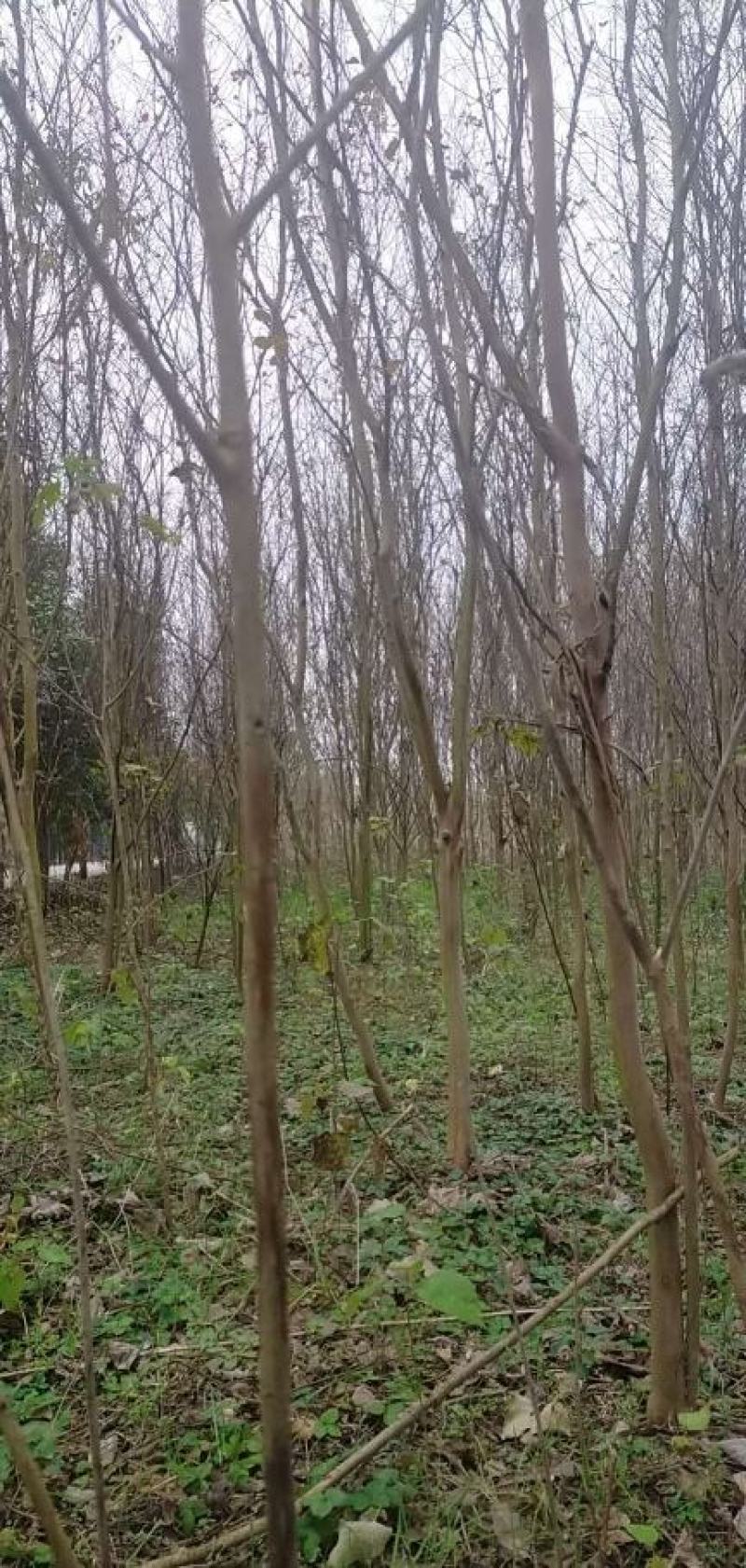 5公分紫薇