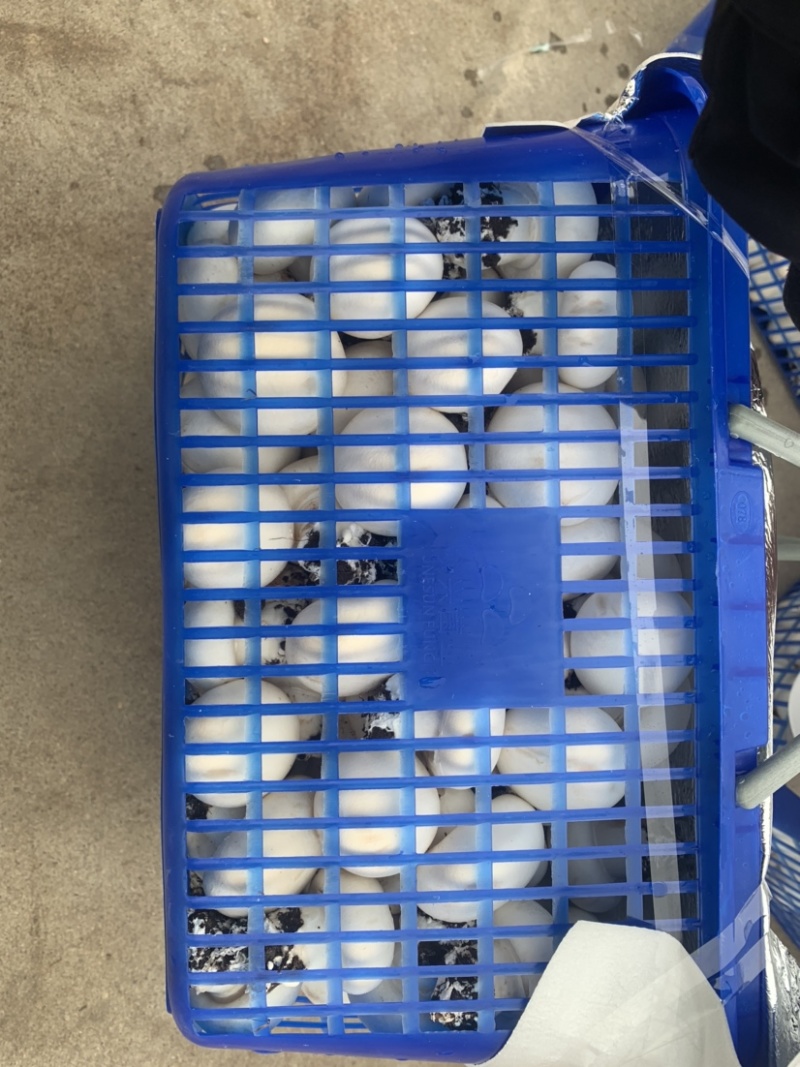 双孢菇大量出货，5斤装，8斤装，干切，都有货