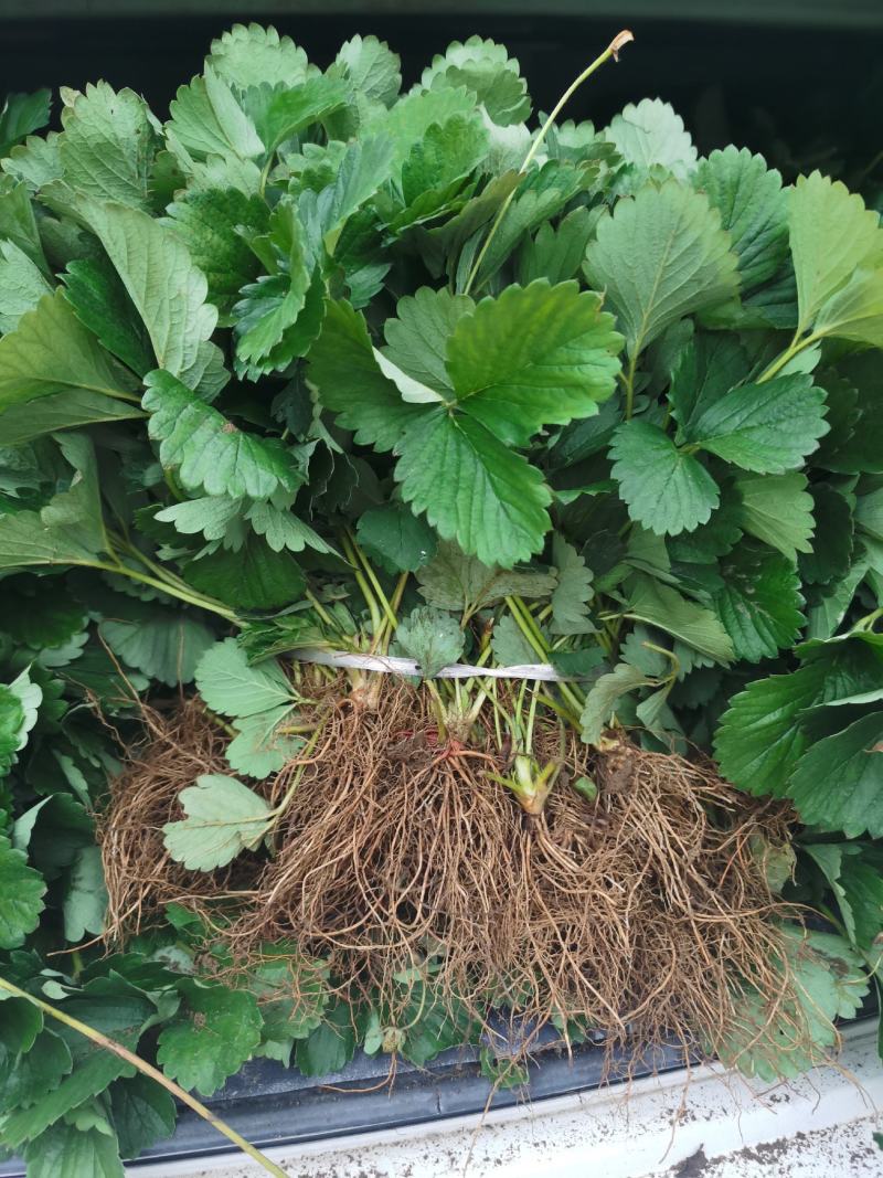 四季草莓苗四季蒙特瑞草莓苗四季圣安德瑞斯四季美德莱特
