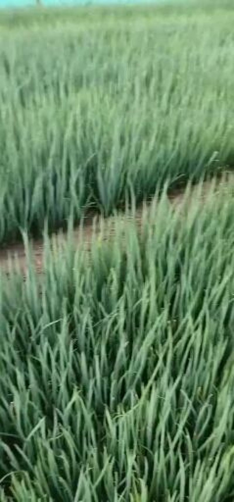 优质葱苗子小葱苗