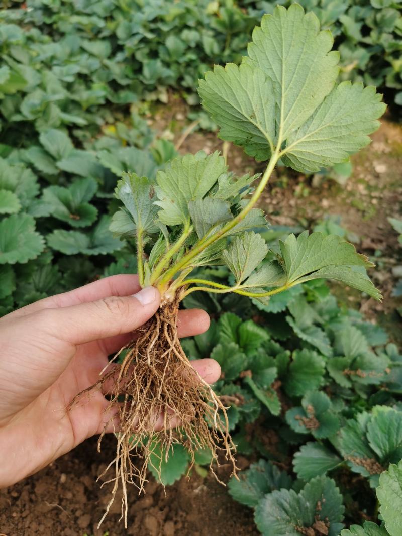 四季草莓苗四季蒙特瑞草莓苗四季圣安德瑞斯四季美德莱特