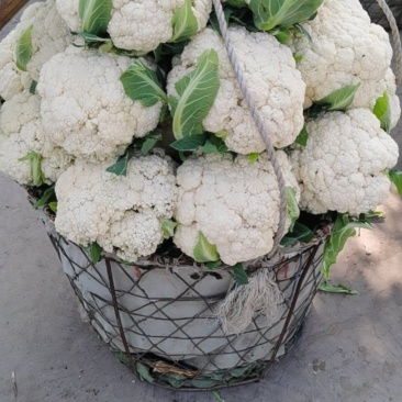 有机花菜，松花菜，个头小小米粒，视频看货，