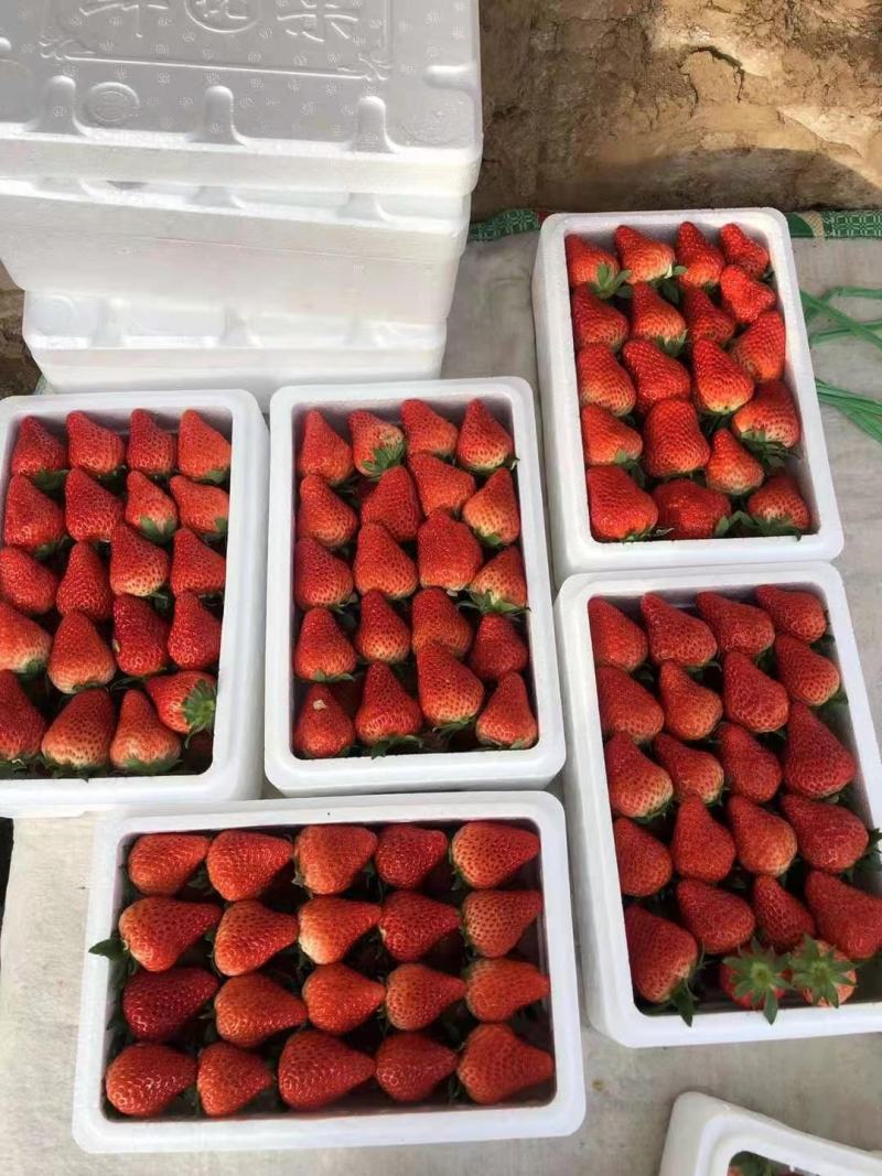 久久草莓